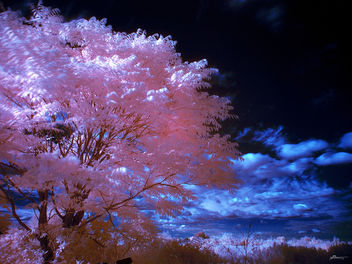 far south - Free image #278633